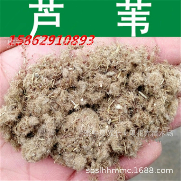 Оптовые Семена Тростника Семена Рид Чай Семена Рид Свободные Водные Растения