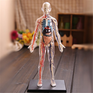 4D MASTER puzzle assembled toy 1:6 whole body transparent human internal organs anatomy medical teaching model