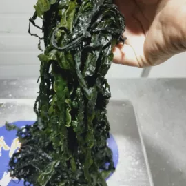 海带;海藻类;其他水产加工