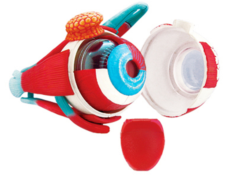 4D MAESTRO rompecabezas montado juguete humano globo ocular órgano anatomía Modelo de enseñanza médica image 2