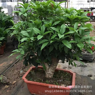 ���辰���������ļ��_��ֲ�������ͥԺ�̨��������̨�w�S���