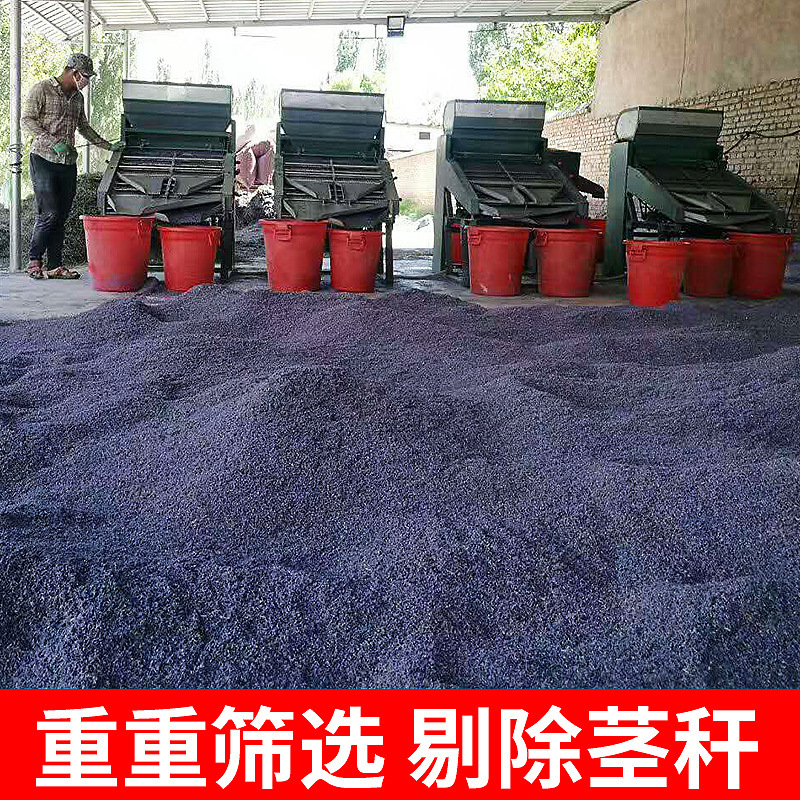 薰衣草批发当年新疆伊犁产香包枕头填充物原料薰衣草干花散装新货