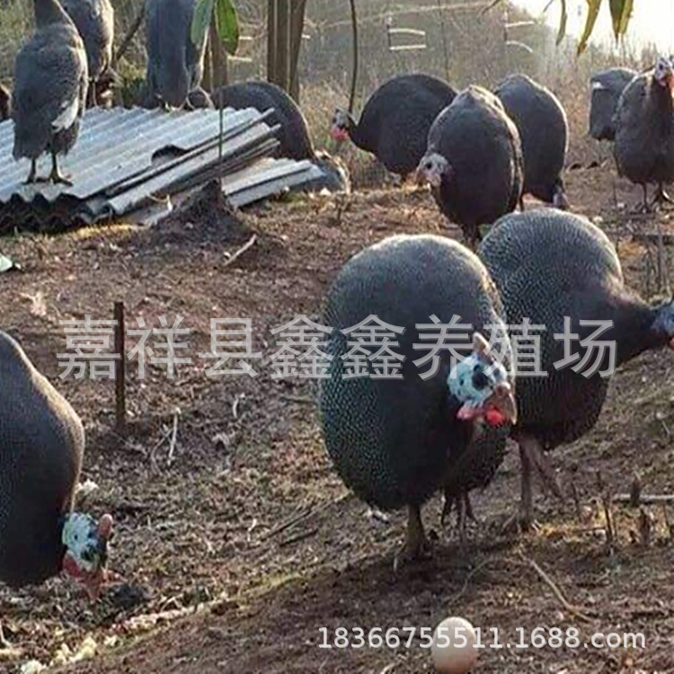 三个月脱温的珍珠鸡苗价格 珍珠鸡市场批发价格 珍珠鸡养殖基地