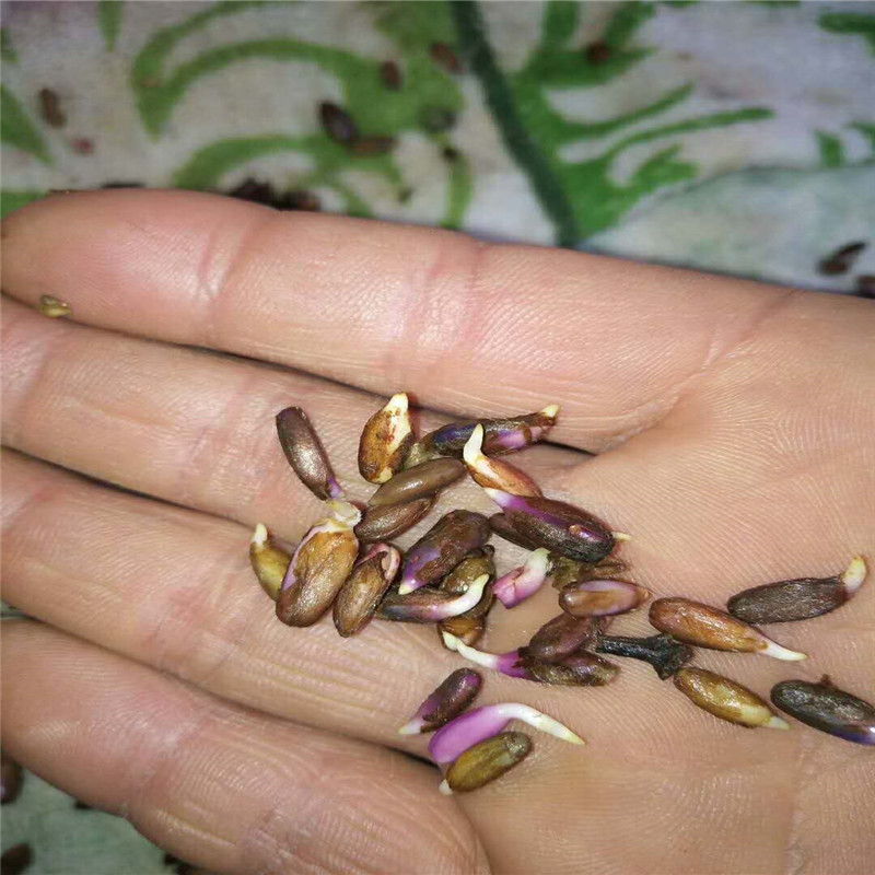 药材种子白术种子改良批发白术种子