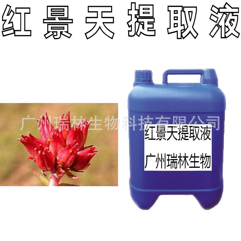 批发 国产 红景天萃取液 红景天提取液 各类植物提取液 1KG起订