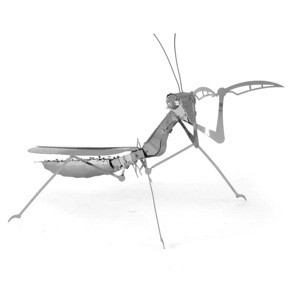 51 praying mantis