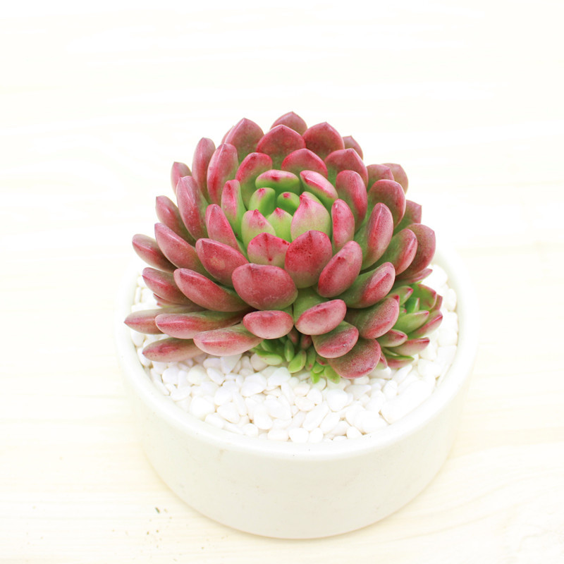 Ruby Succulent Plants Succulent Flowers And Green Plants Indoor Potted Plants Group Succulent Potted Plants