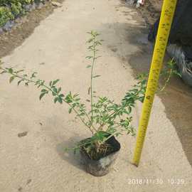 盆栽云南黄素馨 基地直供迎春花 多种规格