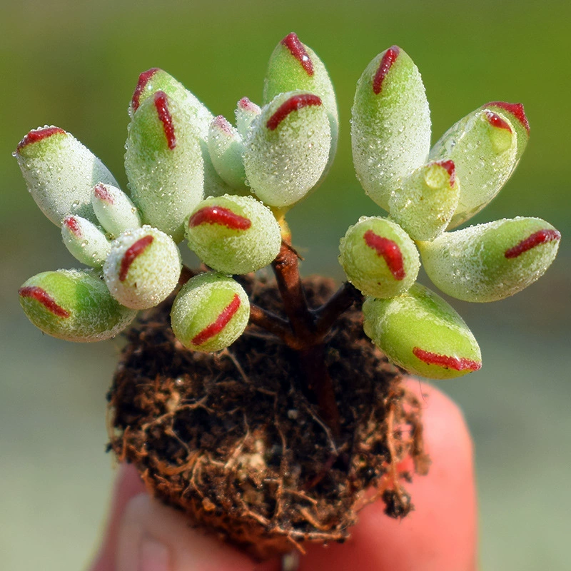 Hemeroc즙, суккуленты, эльфийские бобы, счастливая девочка, маленькая группа, милые вещи в офисе, корейские товары