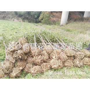 ����6-8cm���� �ЗU ��� ������������ �r���Ԯa���N�r��