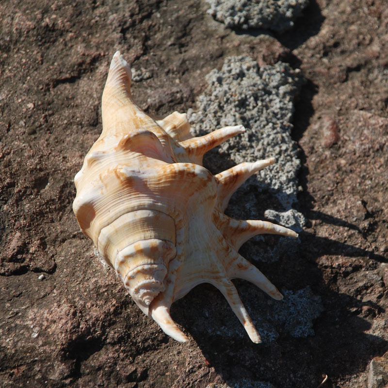 Special offer: Large sea snail, approximately 15cm in size, aquarium decorative ornament, collectible elephant foot jade snail.