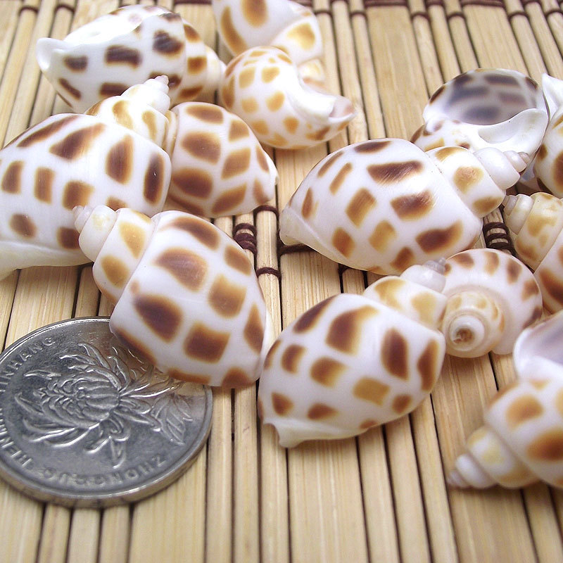 Home Decoration Natural Conch Shell Hermit Crab Replacement Shell Fish Tank Base Decoration Dongfeng Snail Flower Point Snail Jewelry