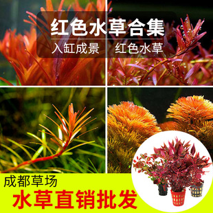 �~���쾰���wˮ��ˮ�����b��˵�ˮ�ļ�ֲ��t�վG�Ռm͢��ˮ��