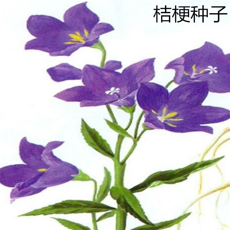 Продажа семян колокольчика оптом семена семена посев балкона в горшке