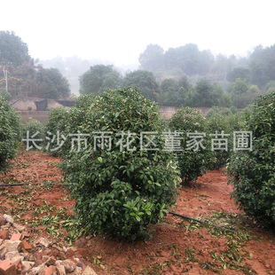 ���l�����𻨘� �ػ\���� �ڷ�1.5-2�ׅ����ļ��� ��������l�r