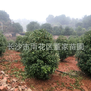 批发丛生桂花树 地笼桂花球 冠幅1.5-2米丛生四季桂 金桂球批发价