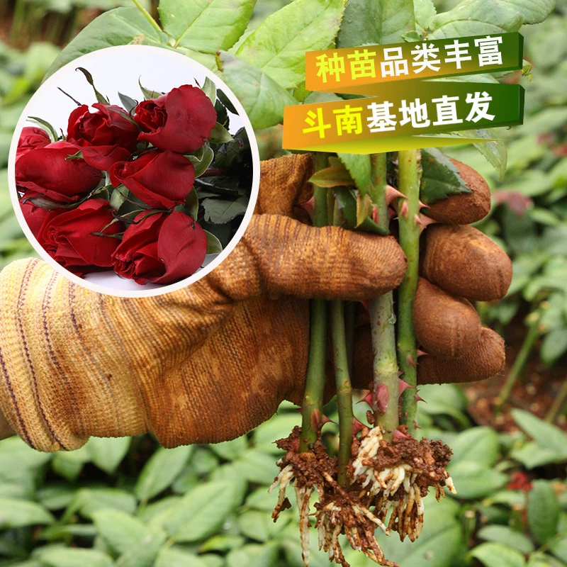Оптовая продажа рассады роз Юньнань, рассада цветов Black Magic, домашнее садоводство, зеленые растения, большие цветочные горшечные рассады, прямые продажи с базы