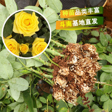 多头泡泡玫瑰花种苗 多色可选 云南昆明 基地直销花苗 鲜切花苗