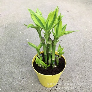 ����ֱ�����l/�������^�~ֲ���߅���F��С�������B��߅��ؔ����