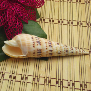 Natural seashells, exquisite large conch shells, home decorations, aquarium decorations, platform landscaping, wall coverings.
