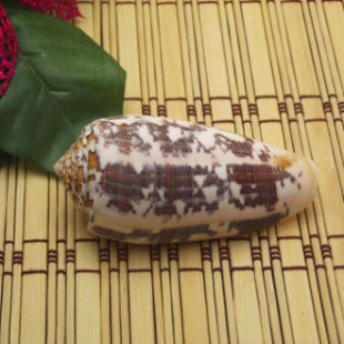Home Decor, Natural Conch Shells, Fish Tank, Wedding Gifts, Ornaments, Collectibles, Cone Snails