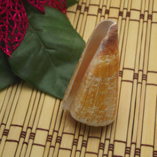 Natural seashells, conches, and corals; wall-mounted, tabletop, aquarium, and decorative collectibles; embroidered cone snails; ocean theme.