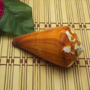 Natural seashell wall stickers, decorative home furnishings, jade belt snails, collectible wholesale, finished seashell collectibles