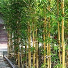 竹子苗北方耐寒庭院绿化景观竹苗植物四季常青紫竹罗盆栽竹子树苗