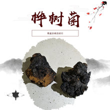 大量批发整块桦树茸桦树菌桦褐孔菌桦树大块黄黑油颗粒一件代发
