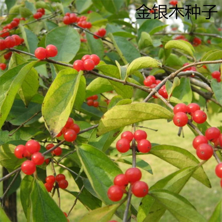Оптом Семена Жимолости Lonicera japonica Новый Семян Пакетный