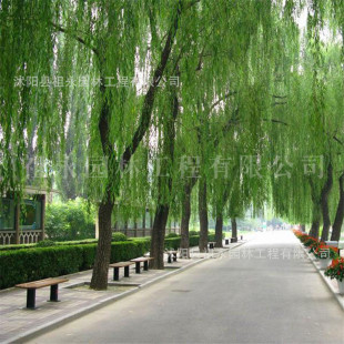 �����������S������z����Ƥ��ͥԺ��·ռ�ع��̾G����ľ��������