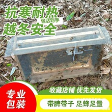 中带蜜蜂出售蜂王蜂脾蜂箱带子蜂中活体蜂群阿坝养殖中华带蜂群土