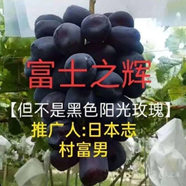 树苗;盆栽