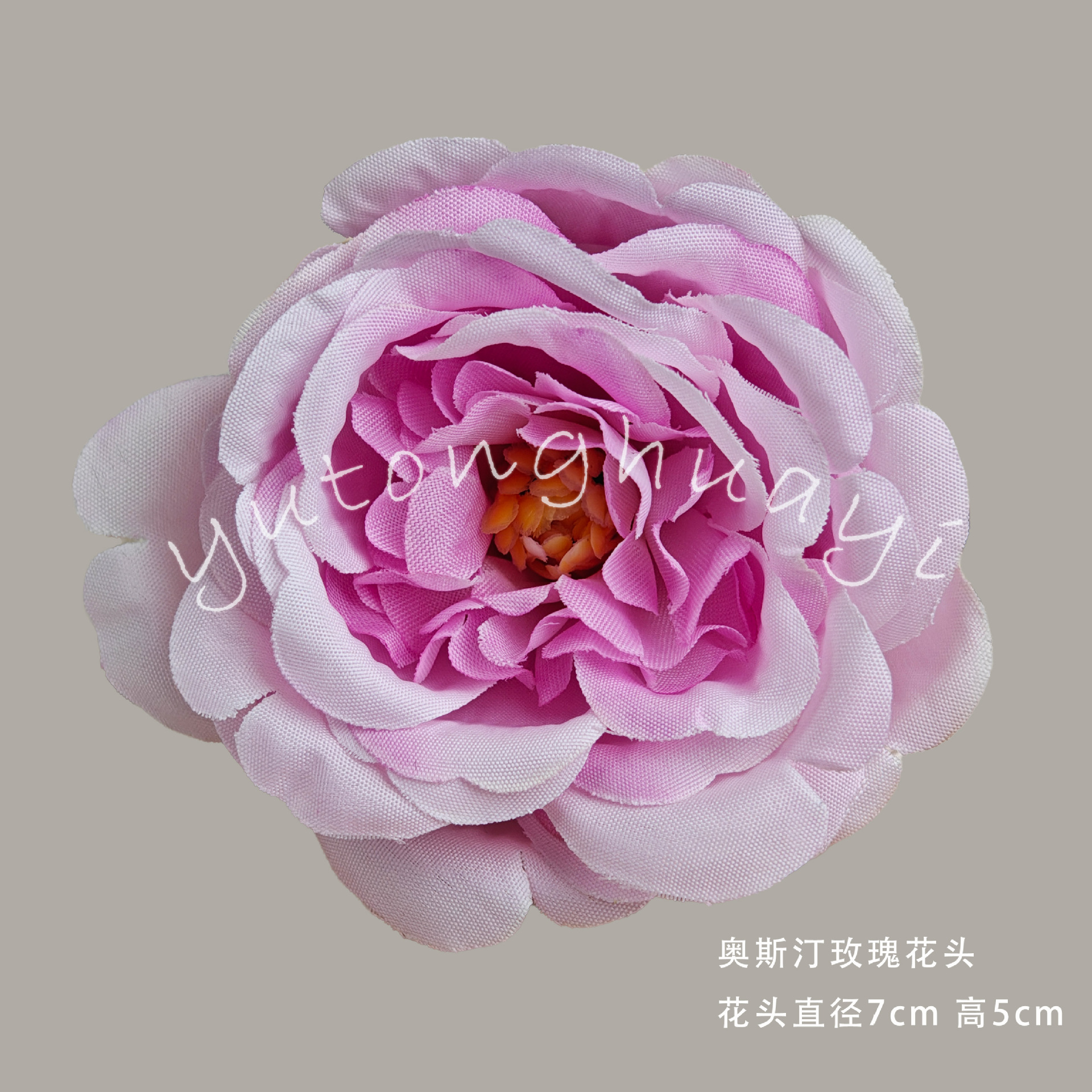 Austin Rose Flower-Gradient Purple