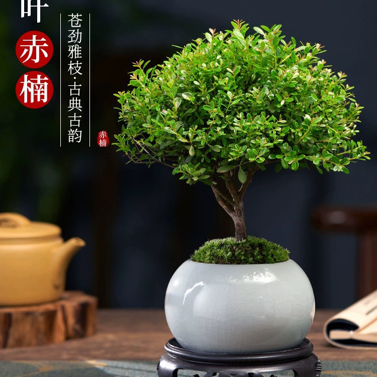 Малолистные красные нан-старые бонсай-саженцы, растения, цветы, микропейзажная гидропоника, легко выращиваются в офисе, вечнозеленые горшечные растения в любое время года.