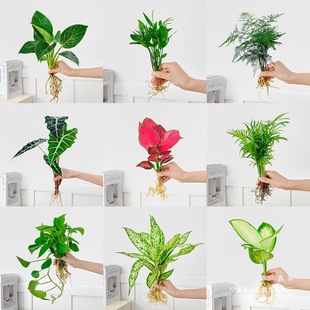 ˮ��ֲ�����ԾG�}�lؔ��d�ӻ��k���҃Ȼ���С�Gֲ�ļ����B������