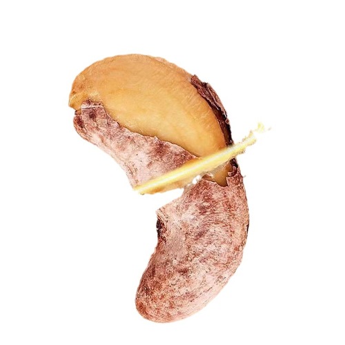 Skin-on Large Bulk Cashews 500g Original Salt-Roasted Cashew Snacks Support Dropshipping Purple Skinned Cashews