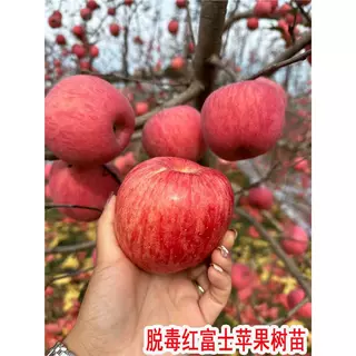 红富士苹果树果苗嫁接苹果树大树庭院盆栽地栽南北方种植当年结果