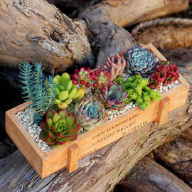 新款多肉植物组合盆栽带盆土肉肉植物木盒套餐微景观diy材料拼盘
