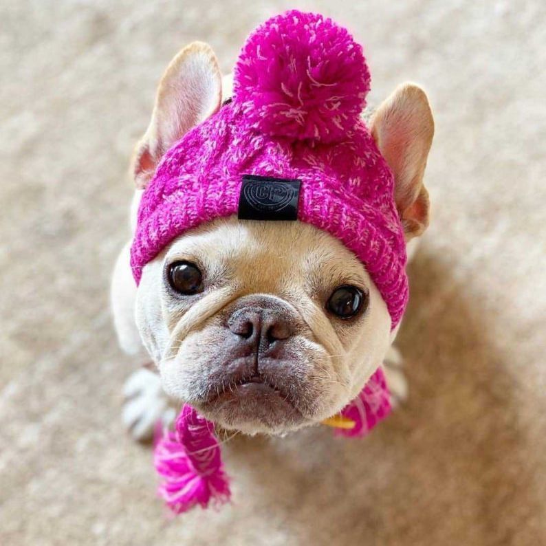 Sombrero de lana para mascotas pequeños, orejas expuestas, abrigo para invierno y otoño, ideal para French Bulldog y Pug