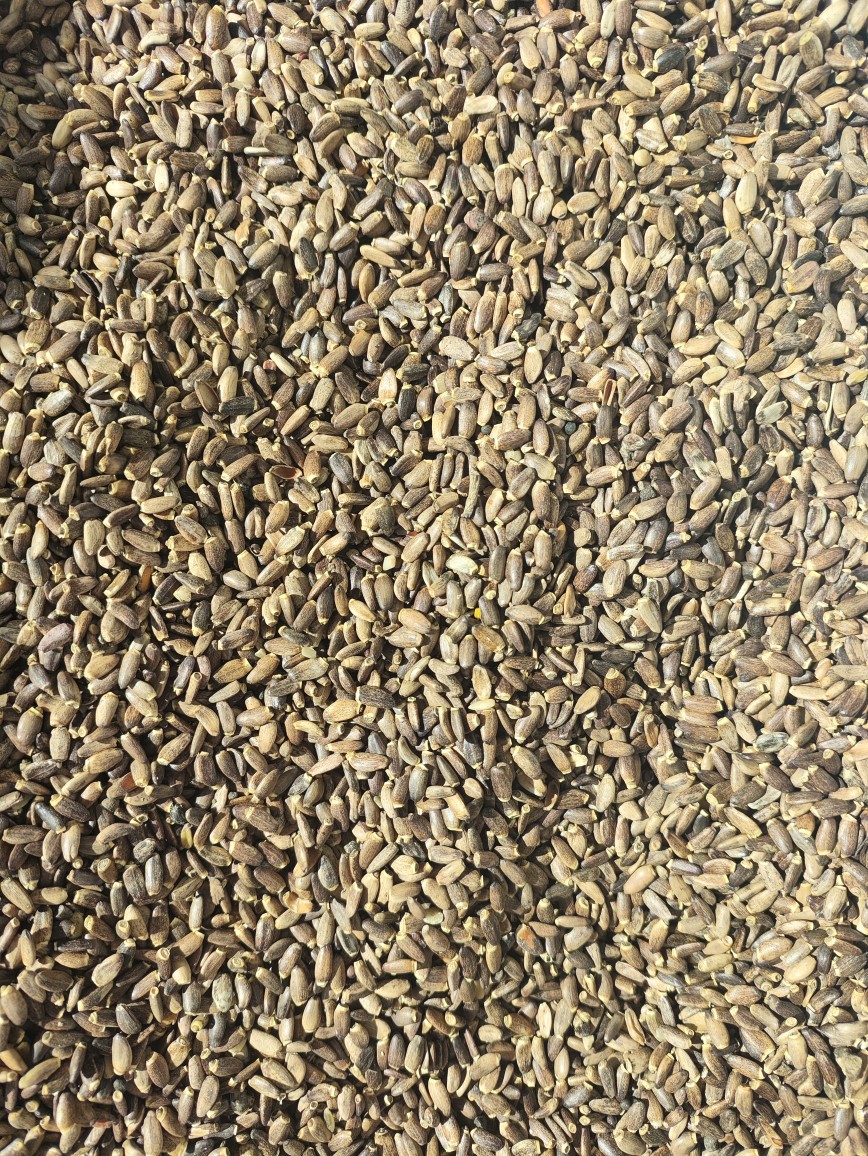 Milk Thistle Seed Powder (Silybum marianum) — Shui Fei Ji Herbal Powder, 500g key features