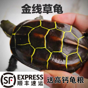 Wai Tang Subei Golden Thread Turtle, Longevity Turtle Pet, Chinese Turtle, Money Turtle, Living Thing, Rare Ink Turtle, Water Turtle