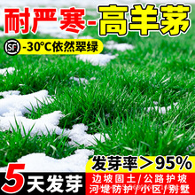 高羊茅草籽护坡固土多年生免修剪耐踩踏庭院别墅工程绿化草坪种子