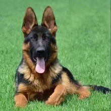 活体德牧牧羊犬黑背大型幼体德牧看家护院双血统纯种德牧幼犬幼崽