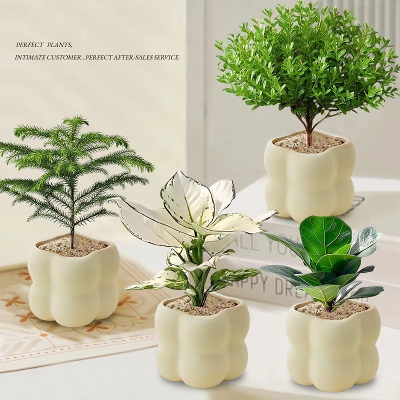 绿植花卉办公室客厅桌面盆栽摆件简约创意网红北欧ins云朵盆