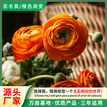 花毛茛种子芹菜花籽波斯毛茛洋牡丹多年生花卉阳台盆栽庭院花境