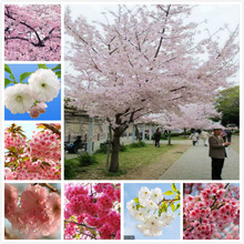 日本樱花树苗庭院大型小苗盆栽地栽四季南北方种植风景树绿化树苗