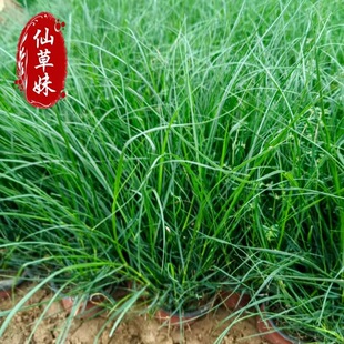 �������lС������β�� �߶ȹڷ�15-25���� �ر���ľ����