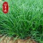 地被基地高度小兔子狼尾草