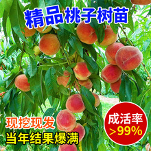 �S�Ҙ��m�Ҙ����޽��綬�����Ҙ�����Ϸ������Nֲ���箔��Y��